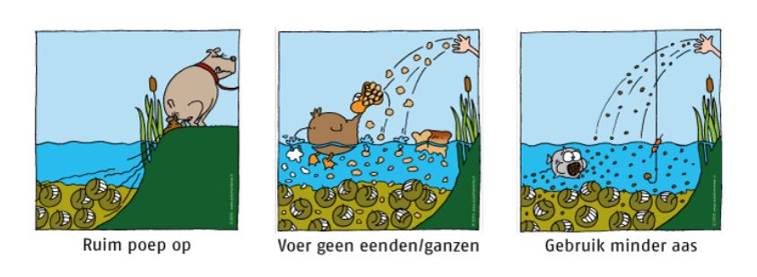 Voorkom blauwalgen