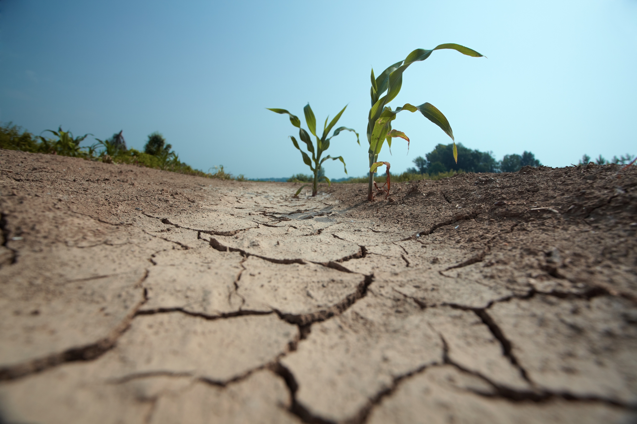 Droogte bij waterschap Brabantse Delta