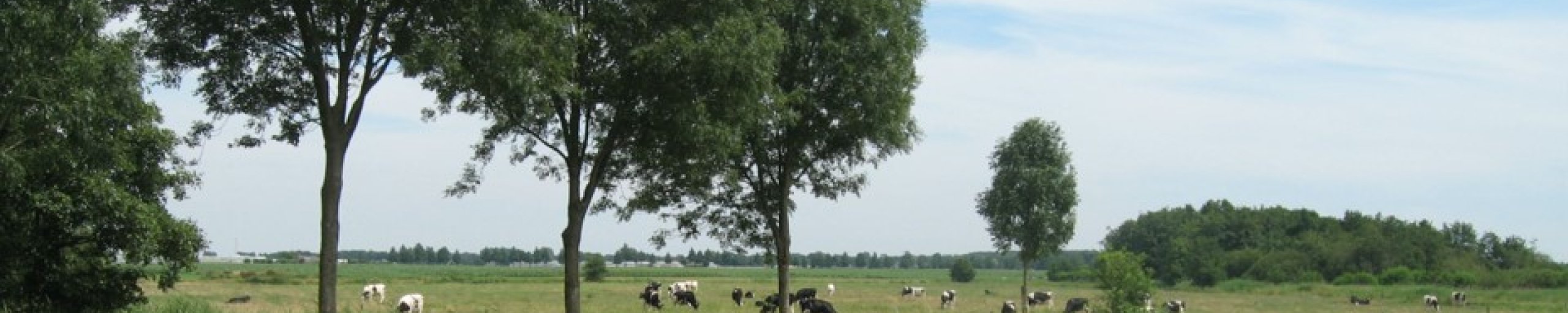 Planten, riet en water in natuurgebied De Berk - Noordrand Midden