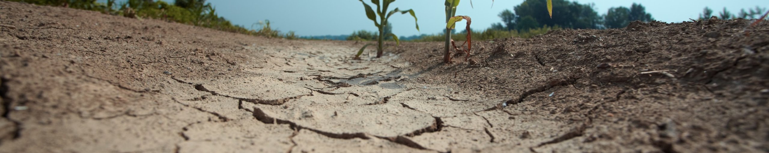 Foto_droogte