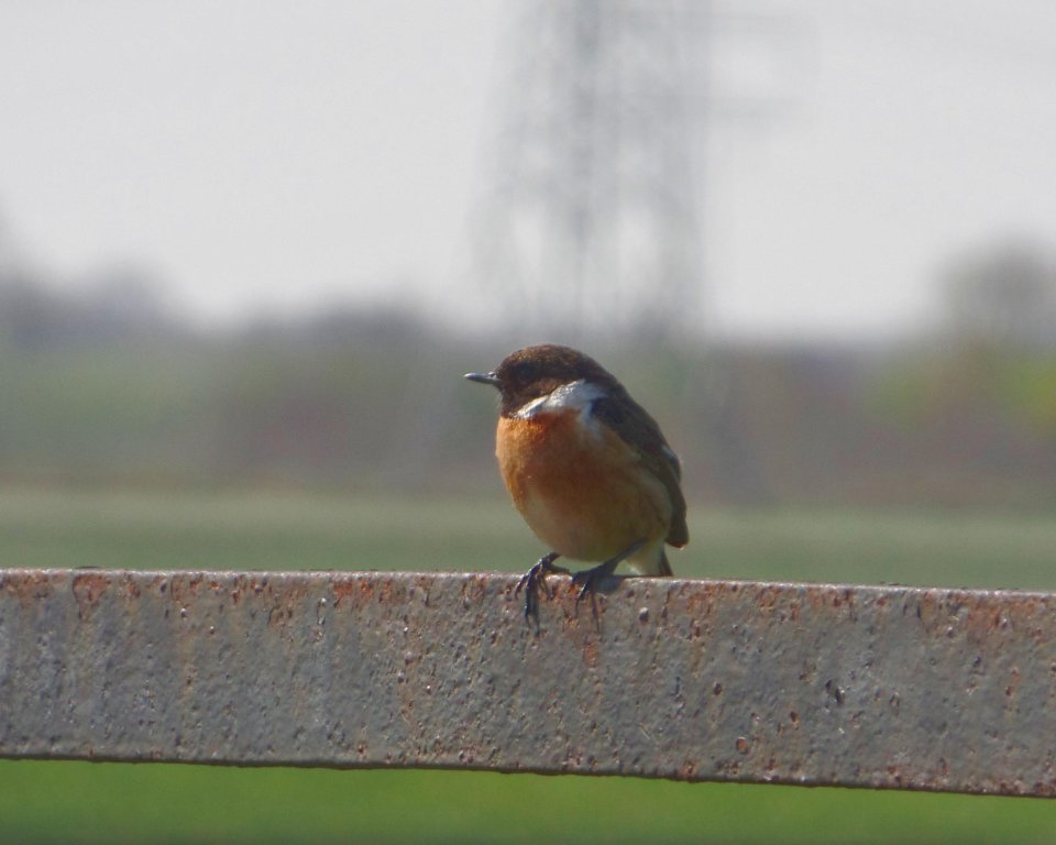 Vogel roodborsttapuit op een houten hek met op de achtergrond groene natuur en een elektriciteitsmast.