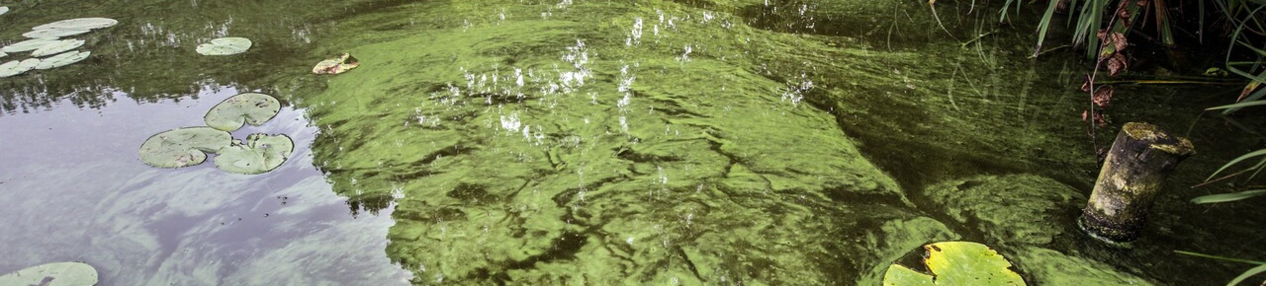 Blauwalgen Waterschap Brabantse Delta