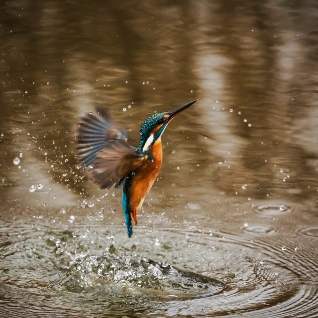 ijsvogel